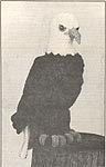 Annie's Attic Birds of a Feather: Bald Eagle, original black and white version