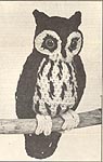 Annie's Attic Birds of a Feather: Screech Owl, original black and white version